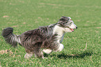 running Bearded Collie