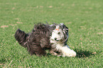 running Bearded Collie