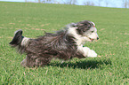 running Bearded Collie