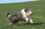 running Bearded Collie