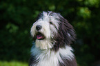 Bearded Collie Portrait