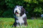 sitting Bearded Collie