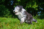 running Bearded Collie