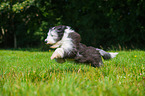 running Bearded Collie