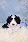 Bearded Collie Puppy