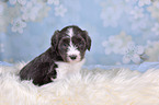 Bearded Collie Puppy