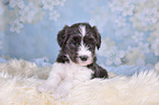 Bearded Collie Puppy