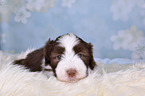 Bearded Collie Puppy