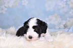 Bearded Collie Puppy