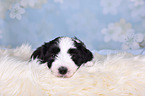 Bearded Collie Puppy