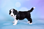 Bearded Collie Puppy