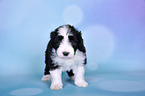 Bearded Collie Puppy