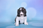 Bearded Collie Puppy