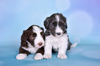 Bearded Collie Puppies