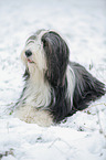 Bearded Collie in winter