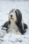 Bearded Collie in winter