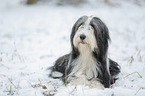 Bearded Collie in winter