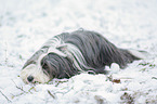 Bearded Collie in winter