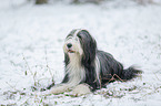 Bearded Collie in winter