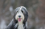 Bearded Collie in winter