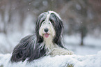 Bearded Collie in winter