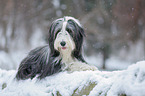 Bearded Collie in winter