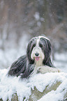 Bearded Collie in winter