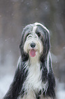 Bearded Collie in winter