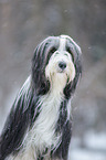 Bearded Collie in winter