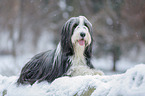 Bearded Collie in winter