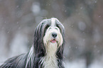 Bearded Collie in winter