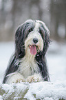 Bearded Collie in winter