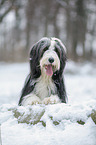 Bearded Collie in winter