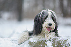 Bearded Collie in winter