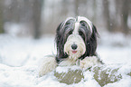 Bearded Collie in winter