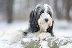 Bearded Collie in winter