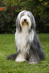 sitting Bearded Collie