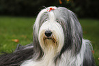 Bearded Collie Portrait