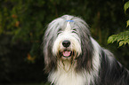 Bearded Collie Portrait