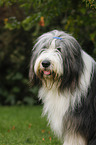 Bearded Collie Portrait