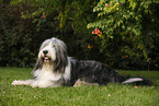 lying Bearded Collie