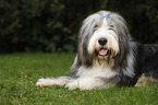 lying Bearded Collie