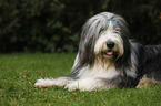 lying Bearded Collie