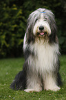 sitting Bearded Collie