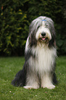 sitting Bearded Collie