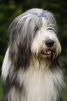 Bearded Collie Portrait