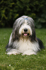 lying Bearded Collie