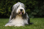 lying Bearded Collie