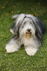 lying Bearded Collie