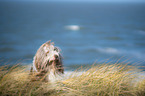 Bearded Collie Portrait